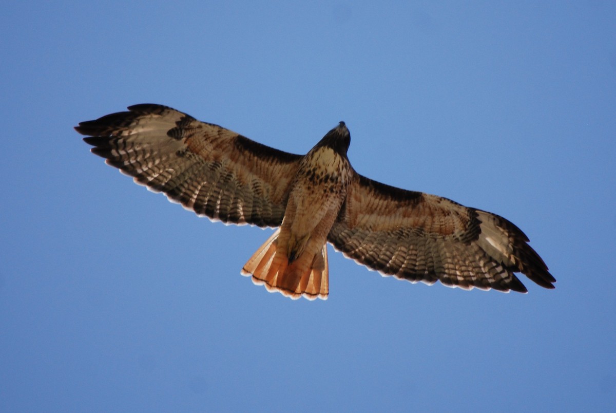 Red-tailed Hawk - ML268009821