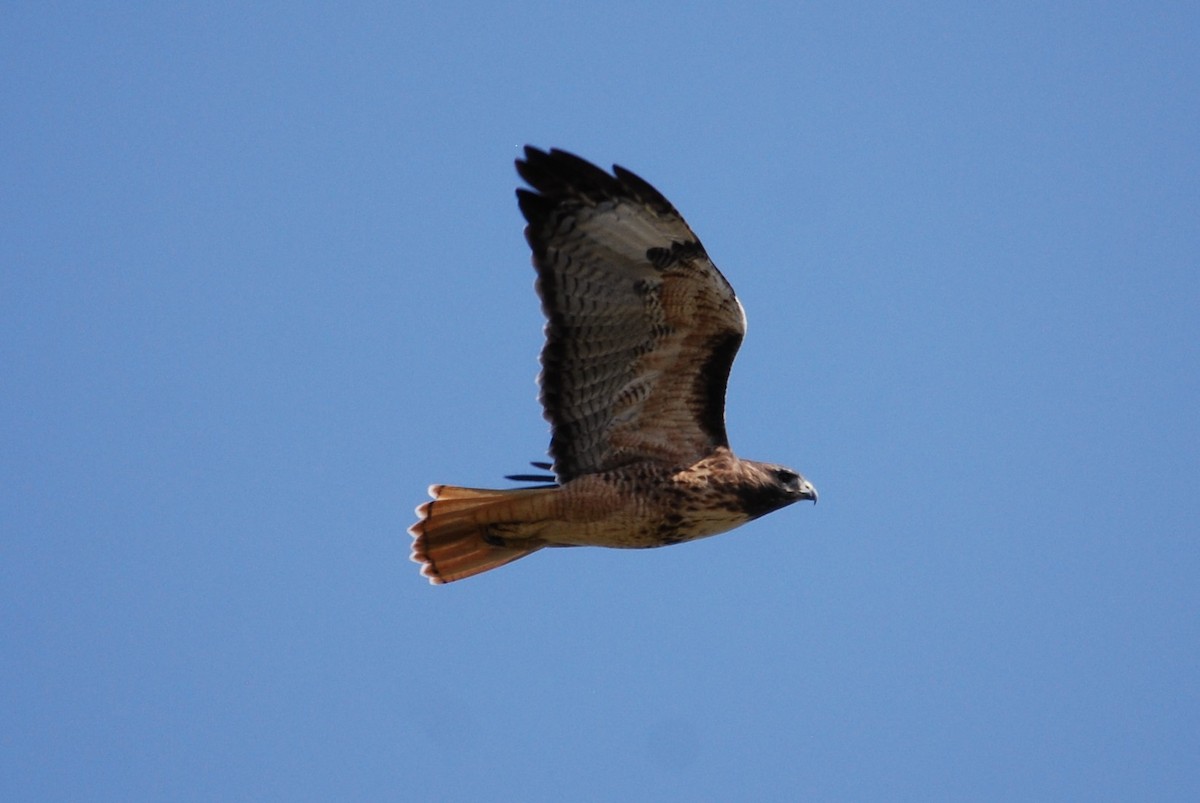 Red-tailed Hawk - ML268009861