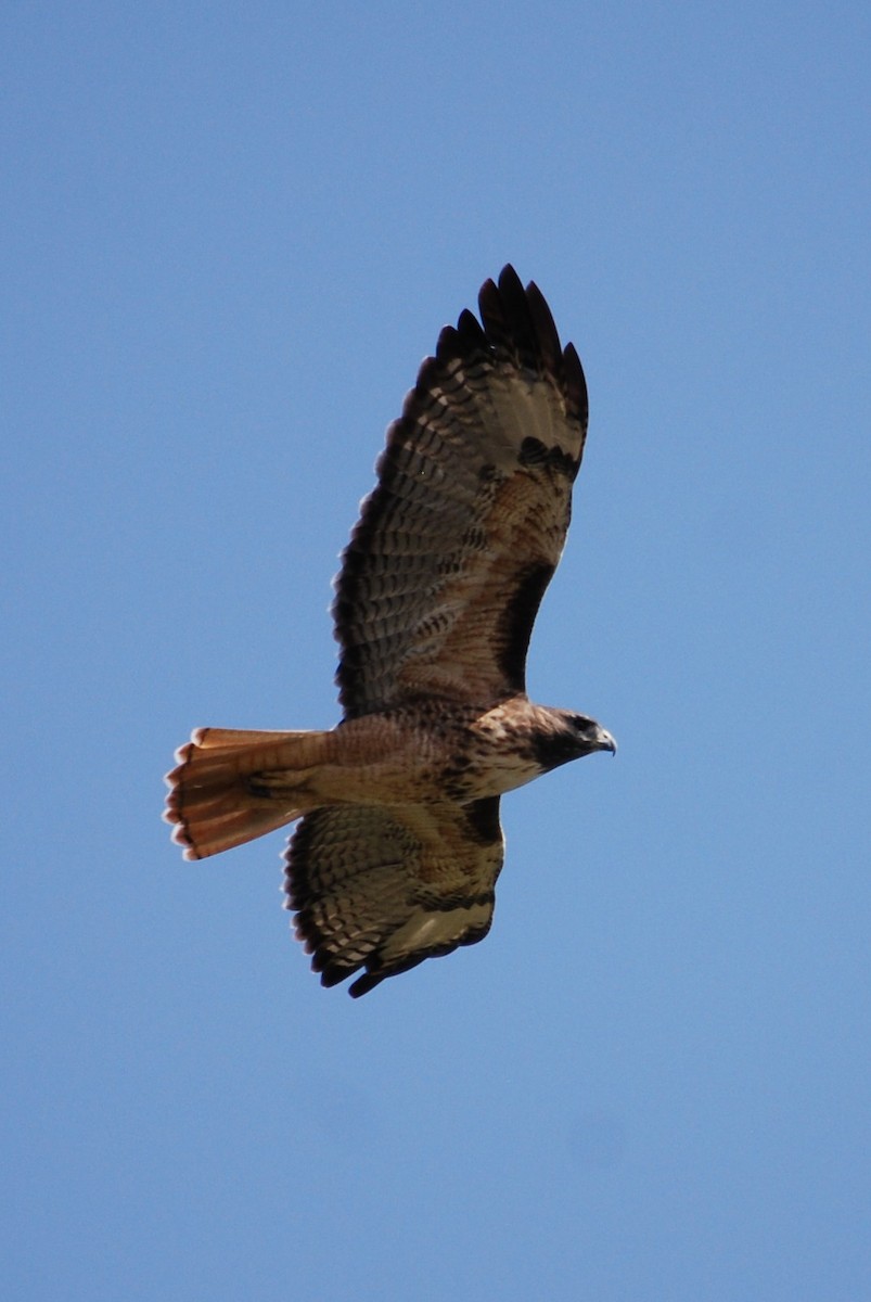 Red-tailed Hawk - ML268009871