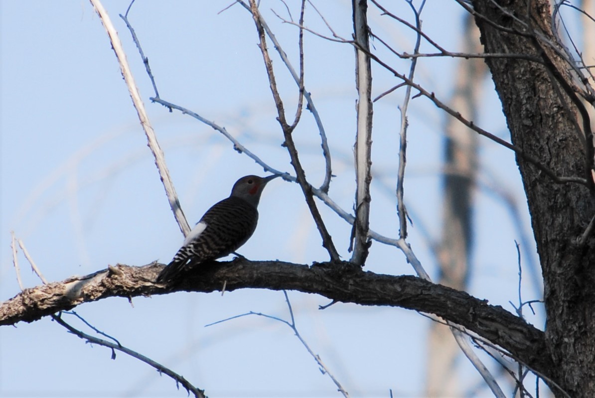 Northern Flicker - ML268009931