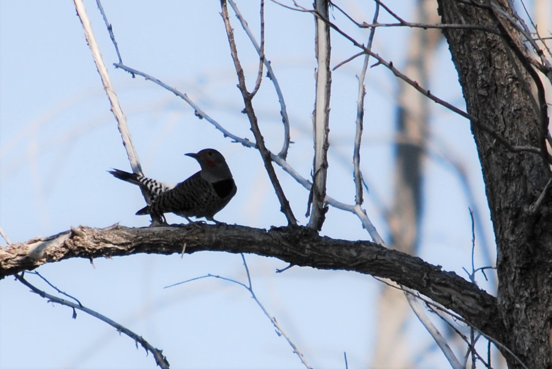 Northern Flicker - ML268009981