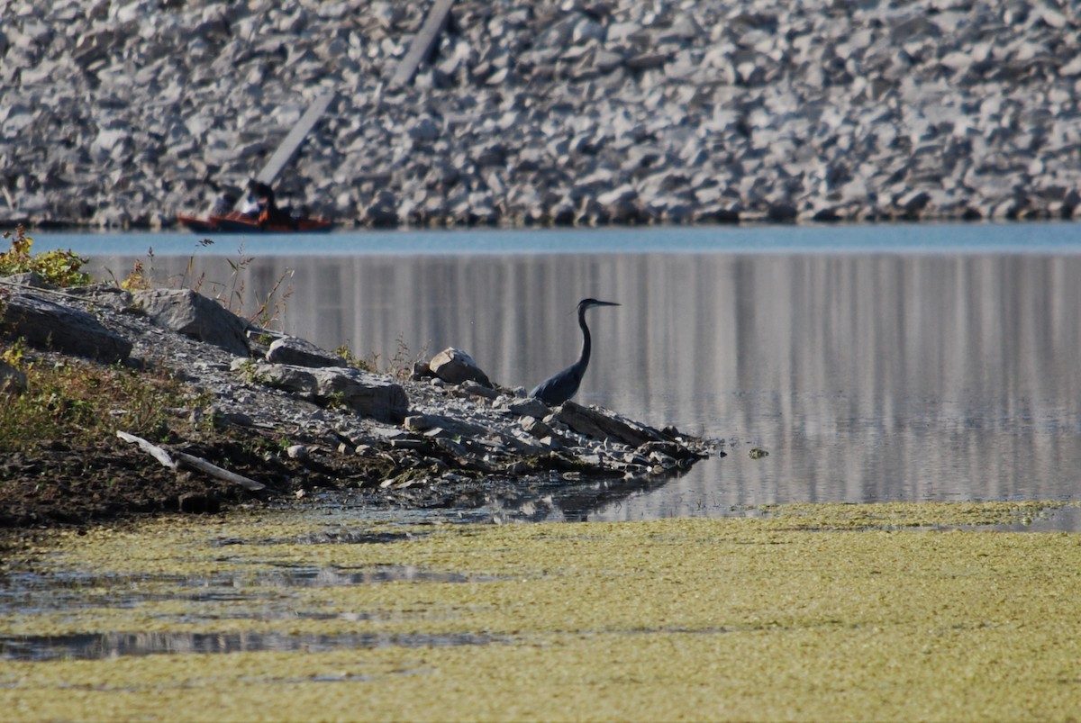 Great Blue Heron - ML268010161