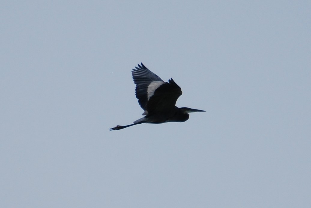 Great Blue Heron - ML268010221