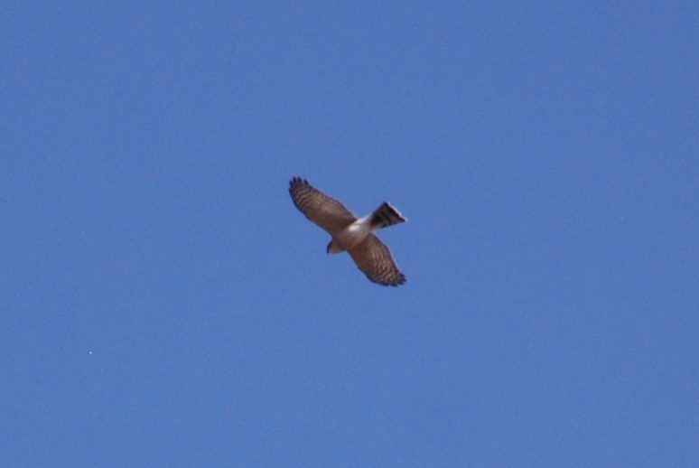 Cooper's Hawk - ML268010441