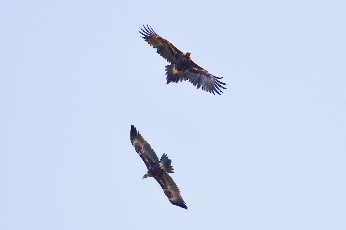 Wedge-tailed Eagle - ML268010451