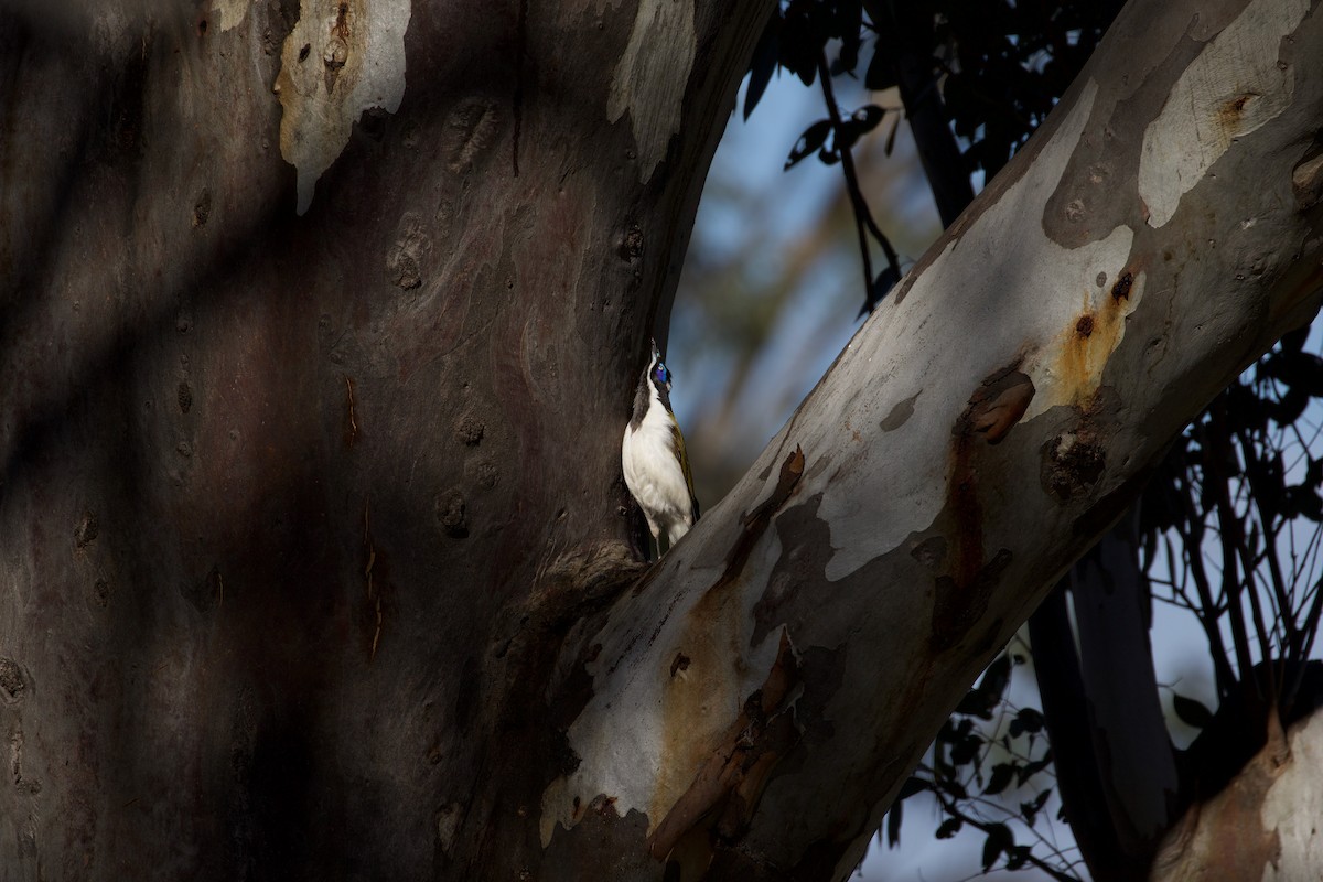 Blue-faced Honeyeater - ML268010611