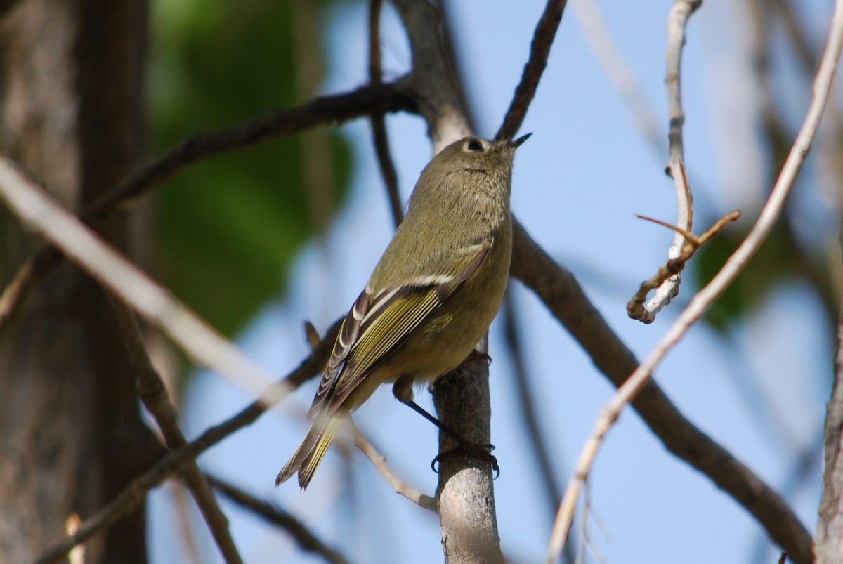 Ruby-crowned Kinglet - ML268010861