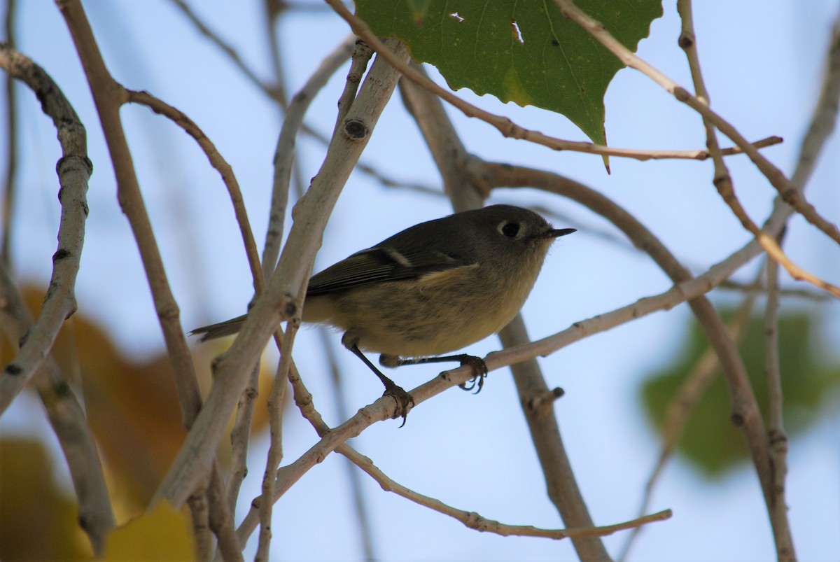 Ruby-crowned Kinglet - ML268010901