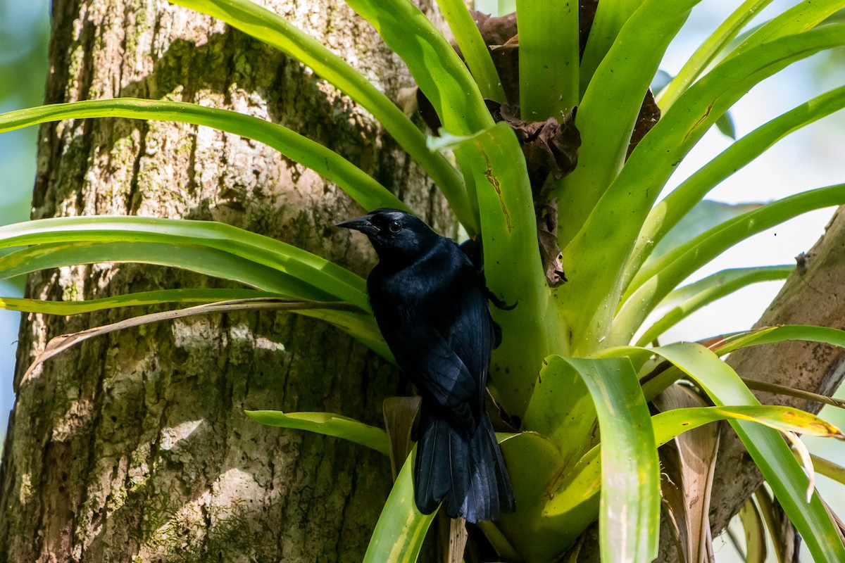 Jamaican Blackbird - ML26801321