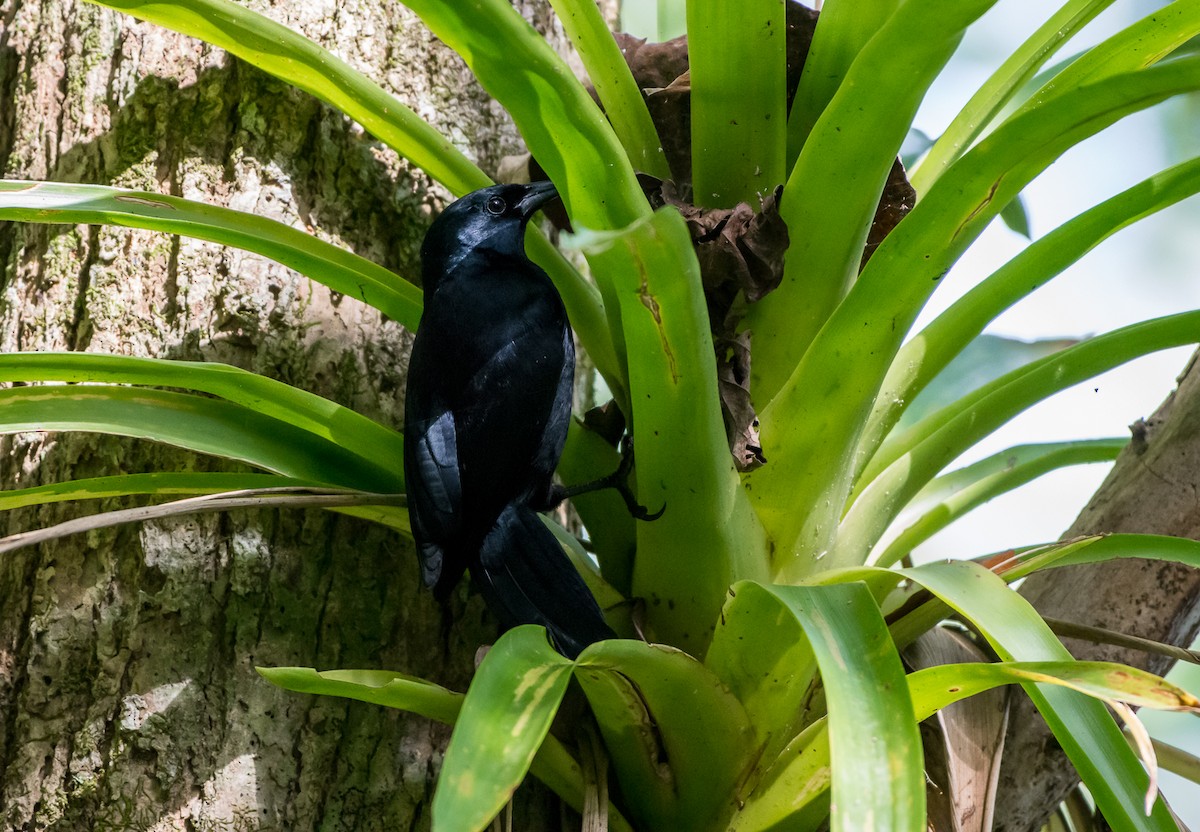 Jamaican Blackbird - ML26801331