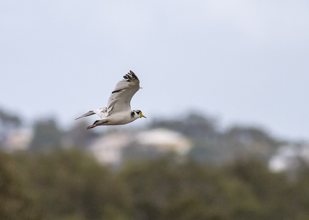 Masked Lapwing (Black-shouldered) - ML268014311