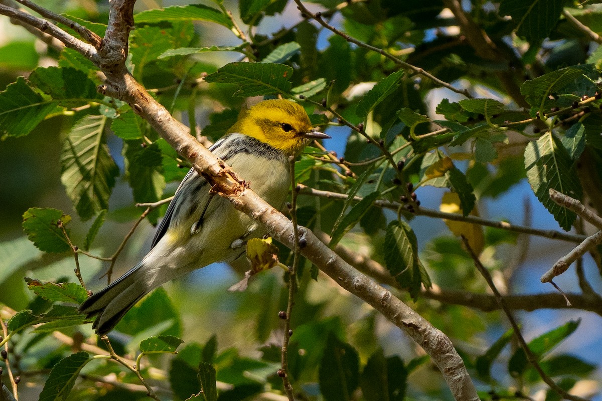 Black-throated Green Warbler - Phil Chaon