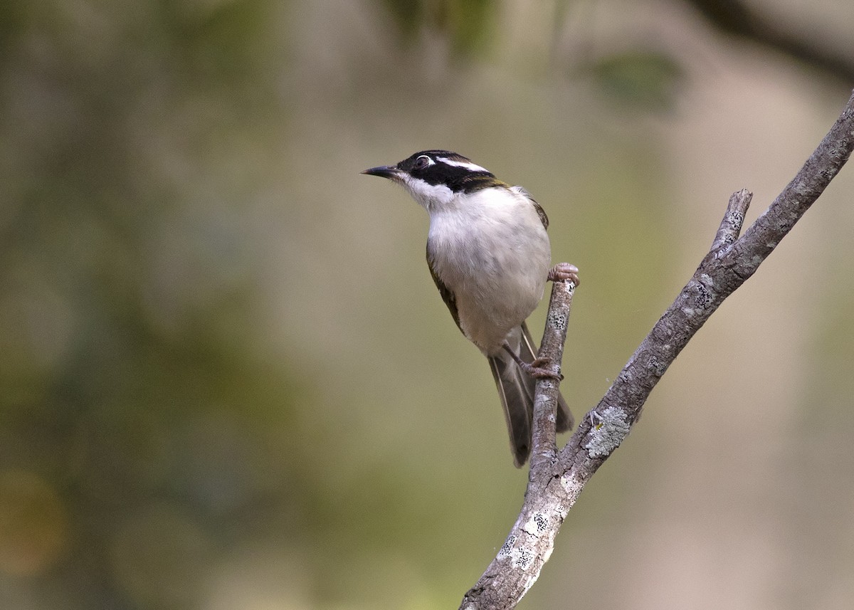 White-throated Honeyeater - ML268015111