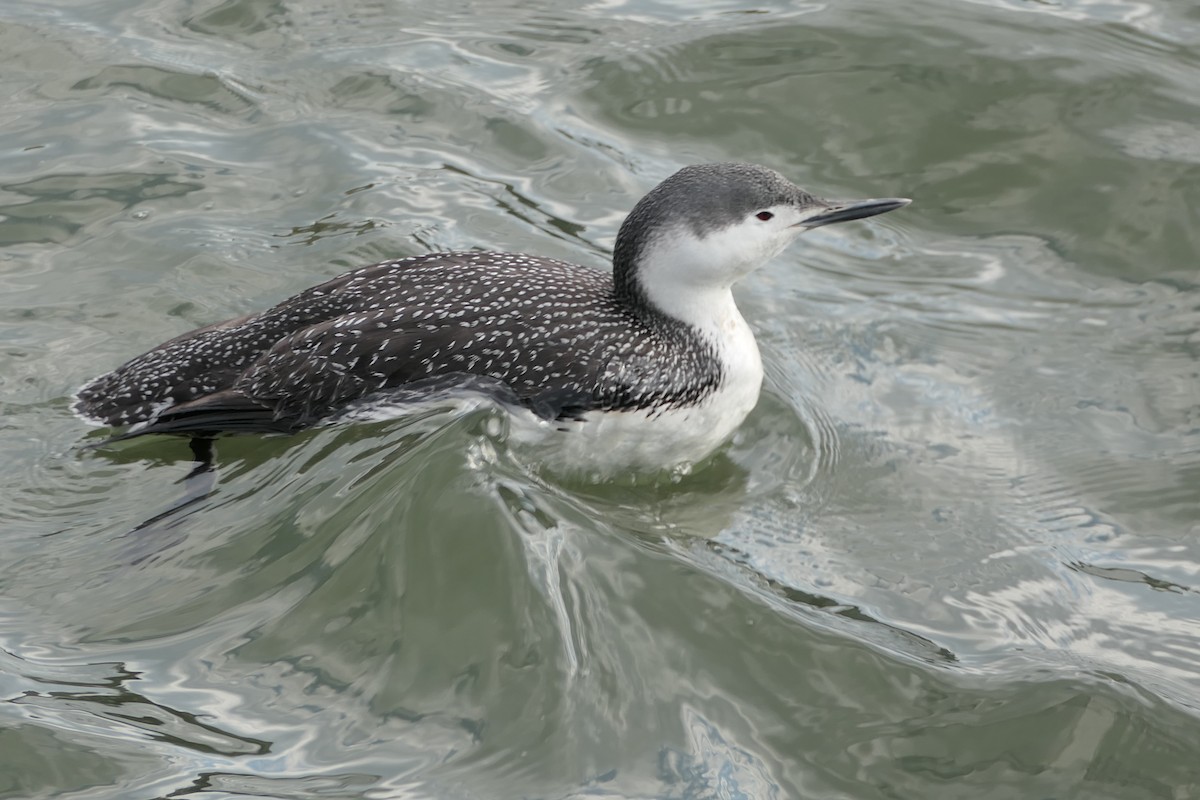 Red-throated Loon - ML268015661