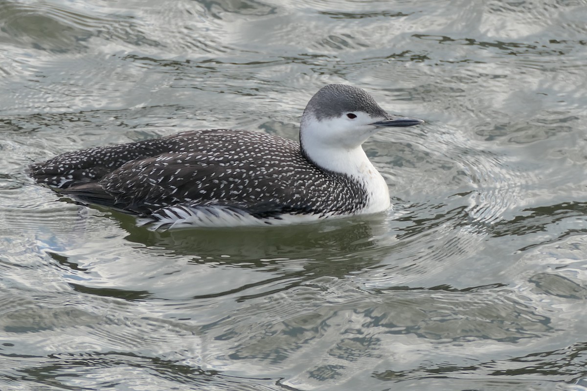 Red-throated Loon - ML268015671