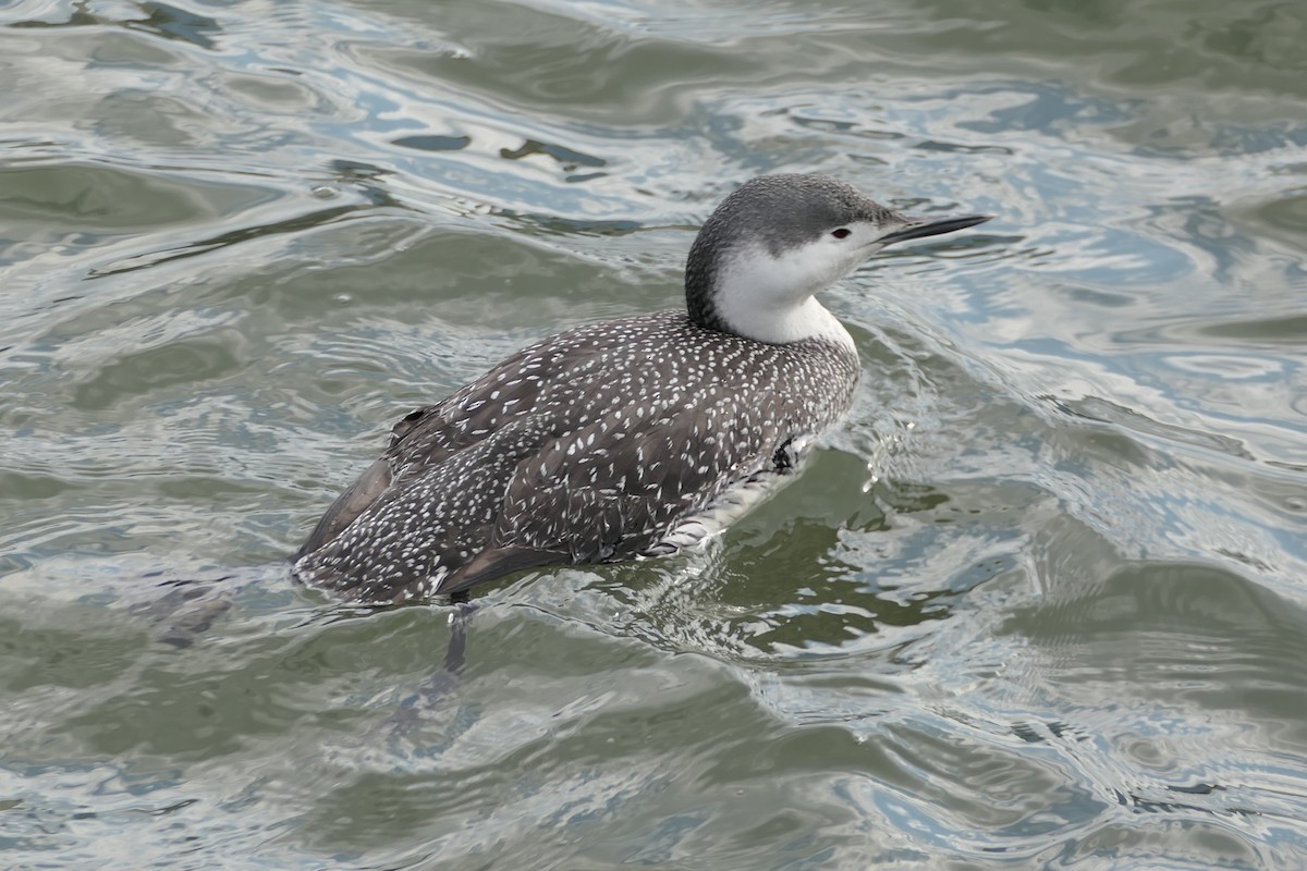 Red-throated Loon - ML268015681