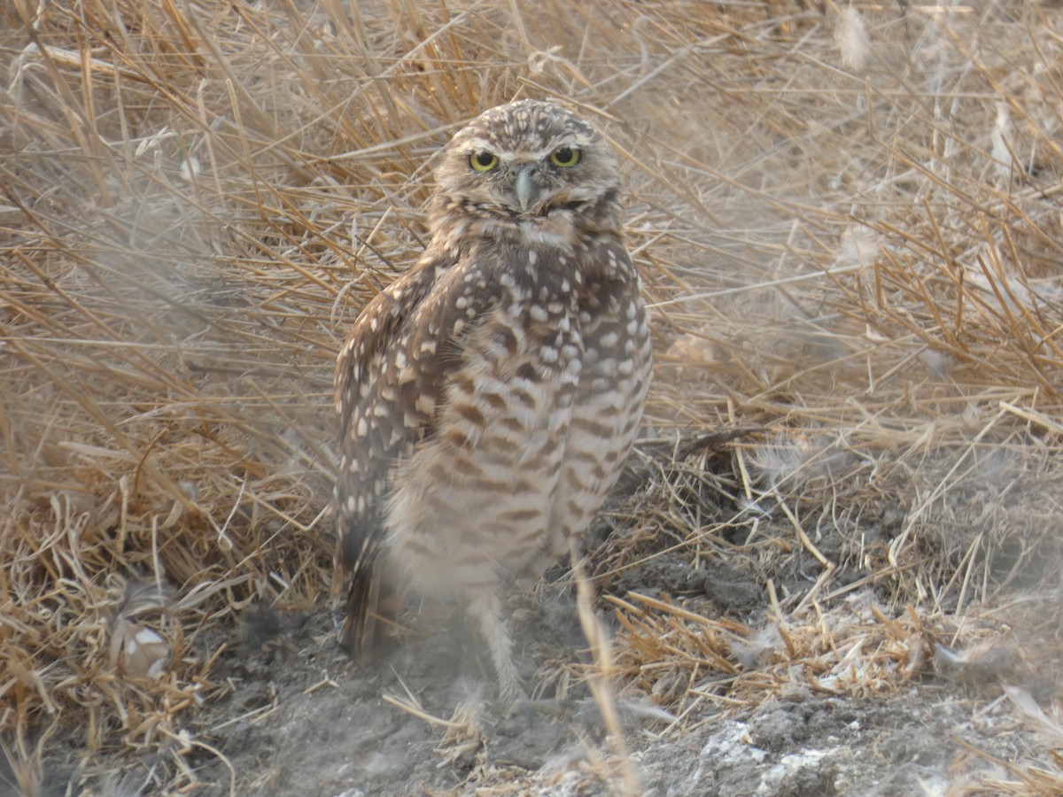 Burrowing Owl - Alejandro Naranjo Sandoval