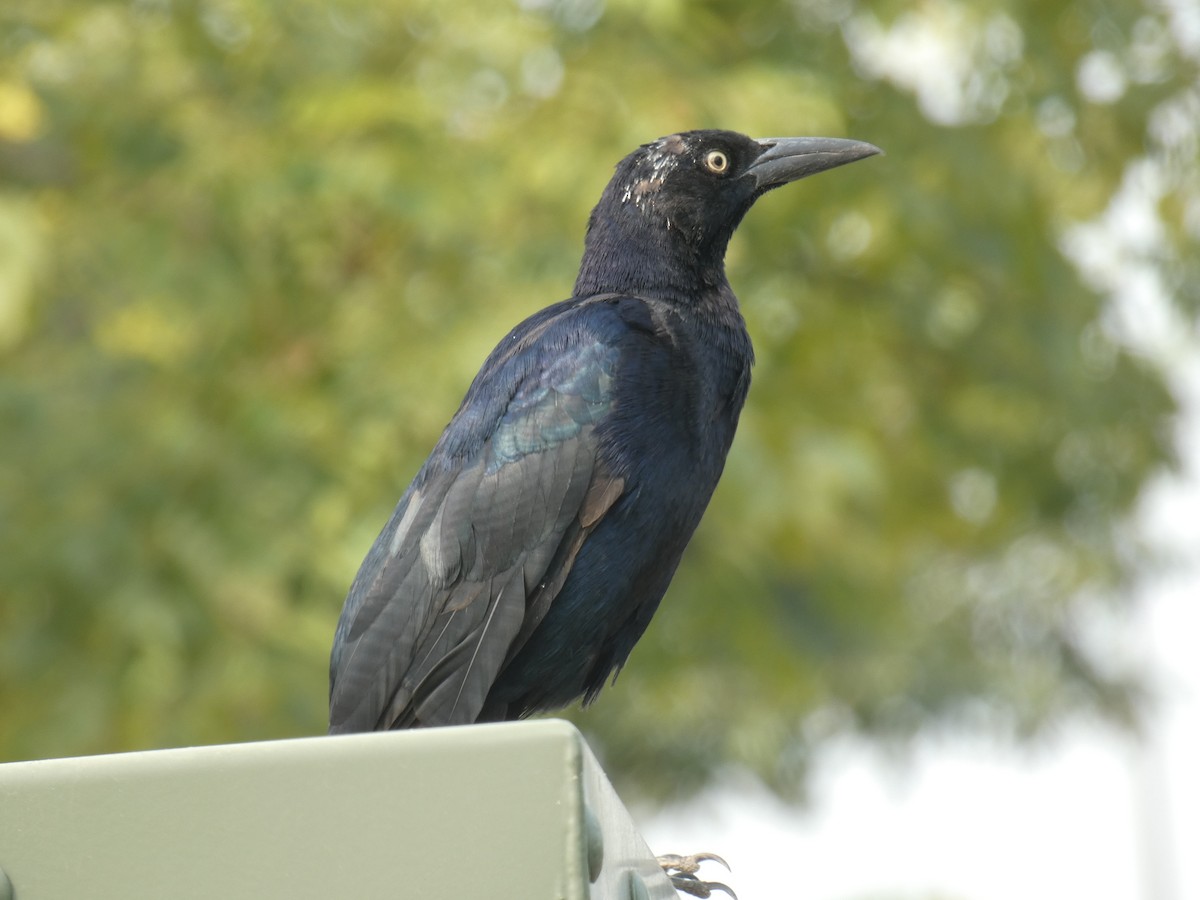 storhaletrupial - ML268016251
