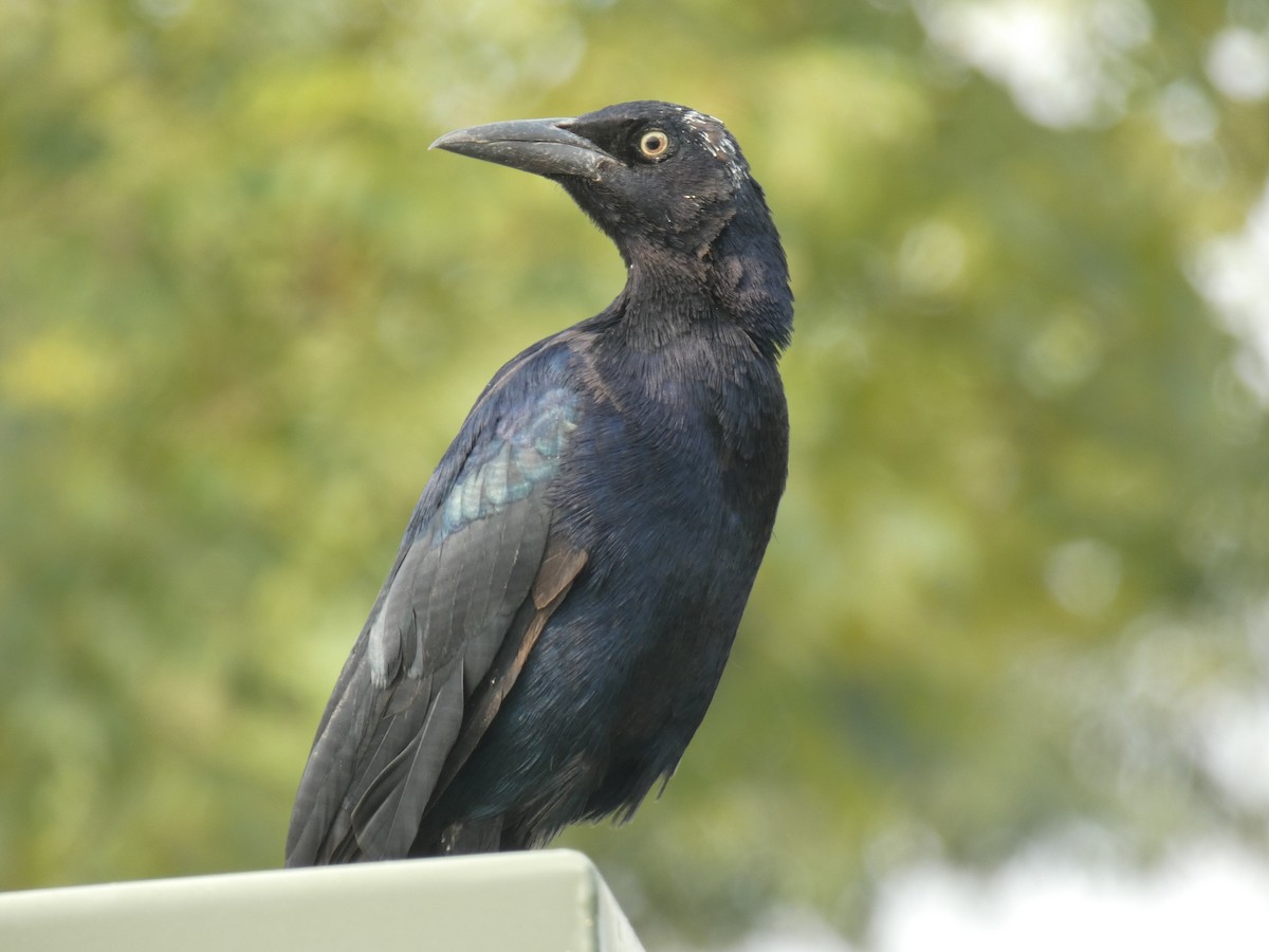 storhaletrupial - ML268016261
