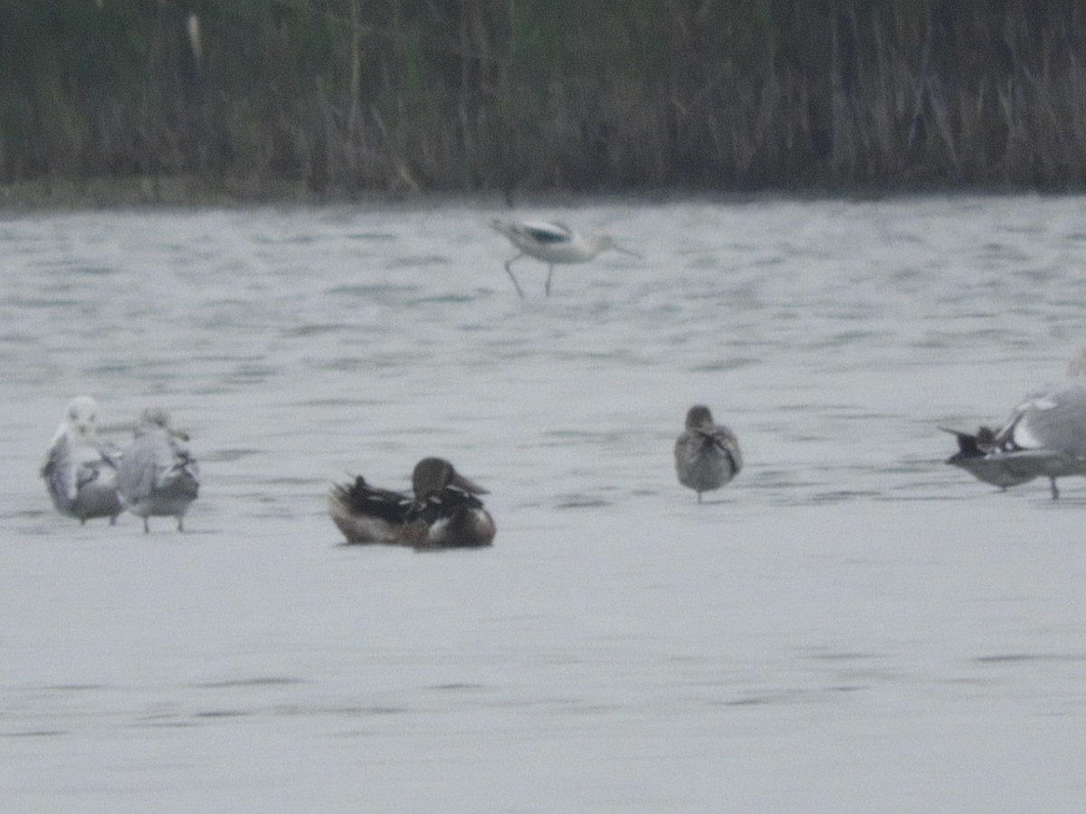 American Avocet - ML268016551