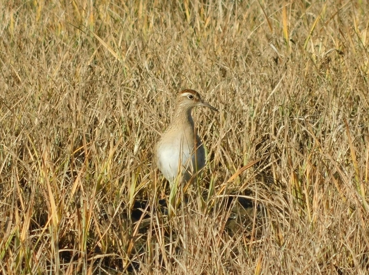 Sharp-tailed Sandpiper - ML268016821