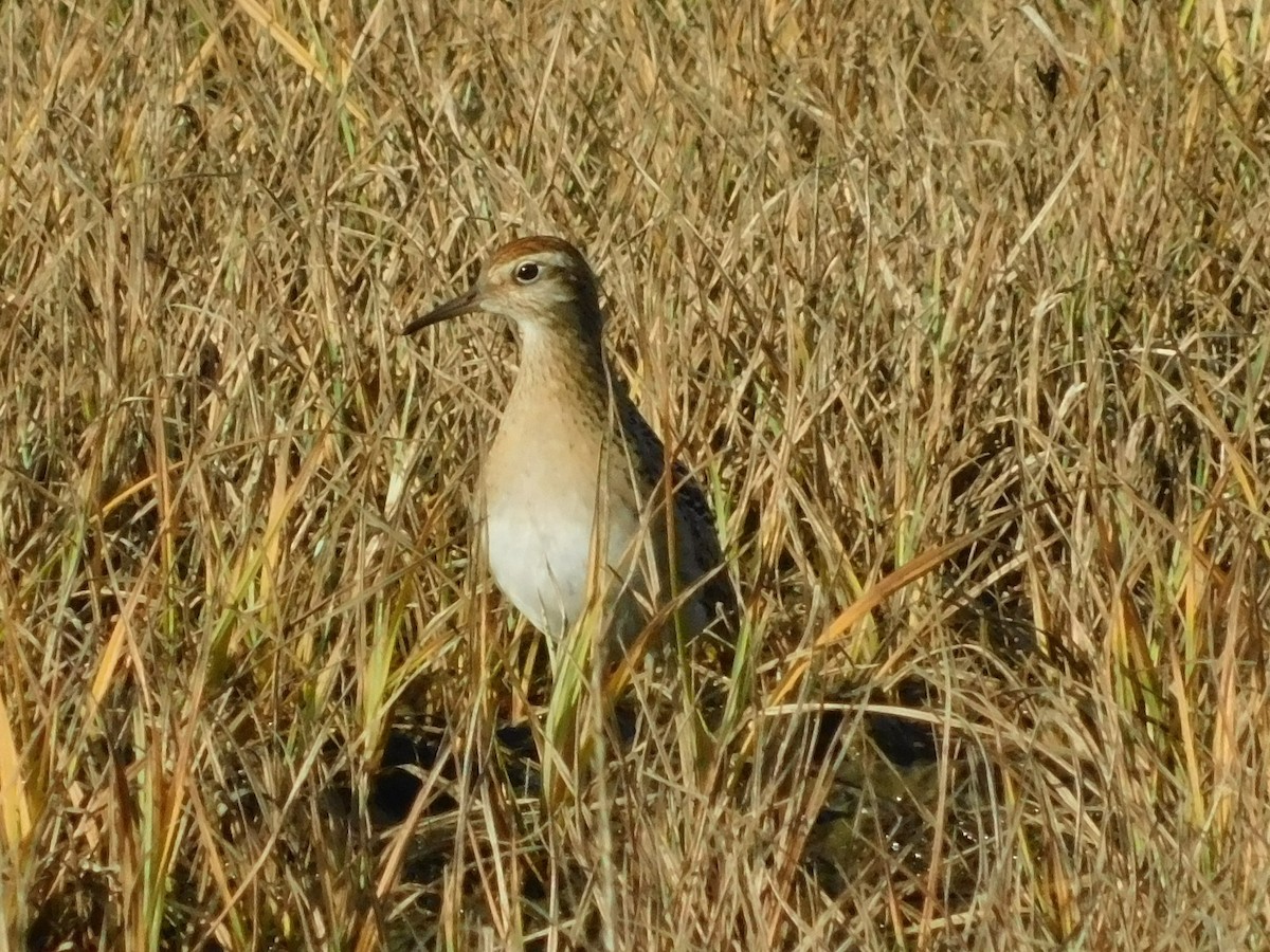 Sharp-tailed Sandpiper - ML268016831