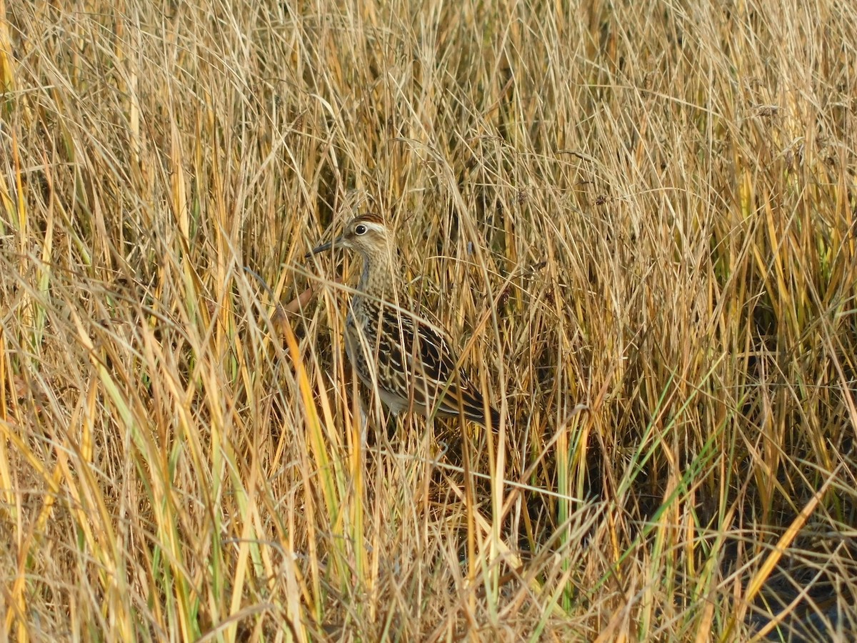 Sharp-tailed Sandpiper - ML268016871