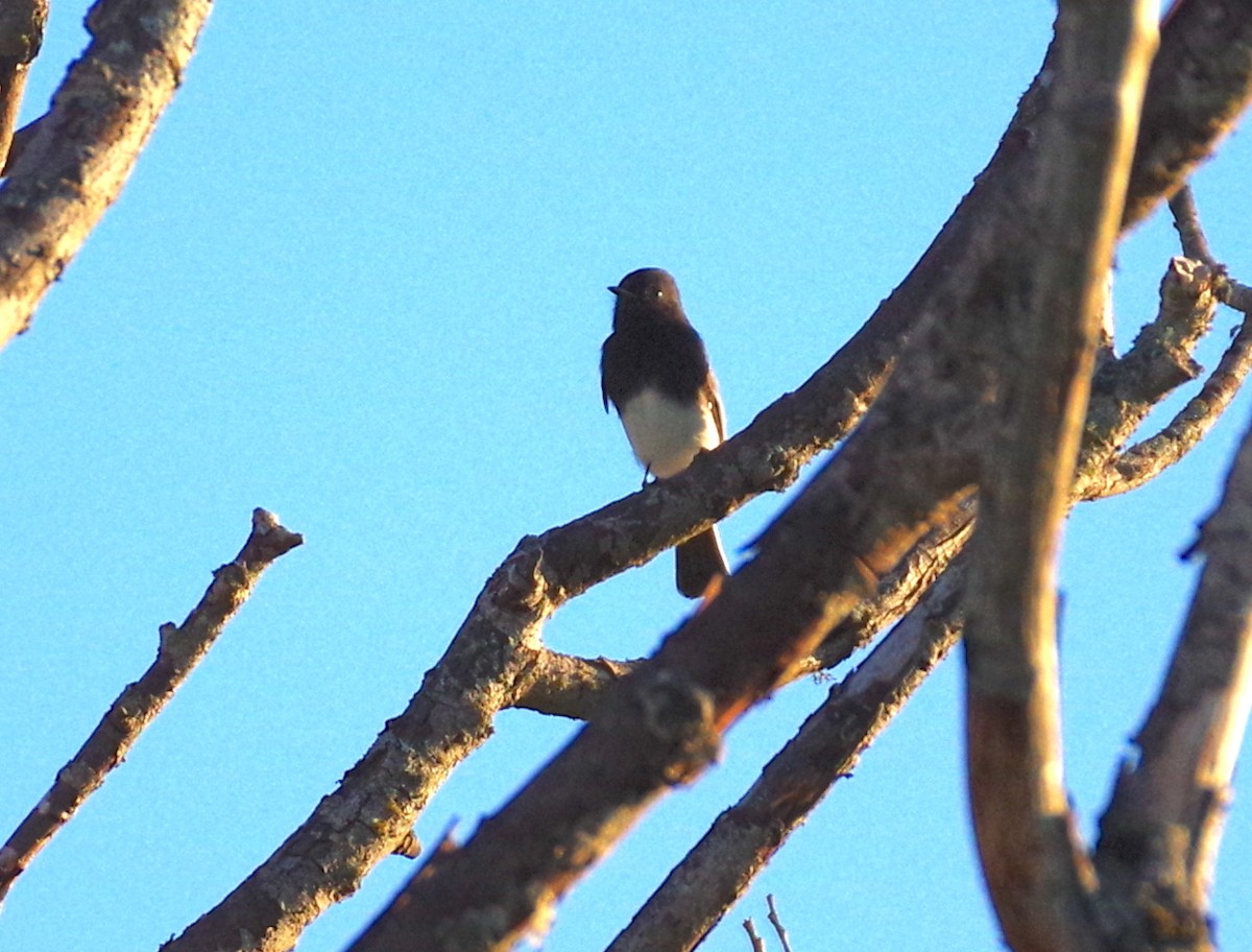 Black Phoebe - Veronica Goidanich