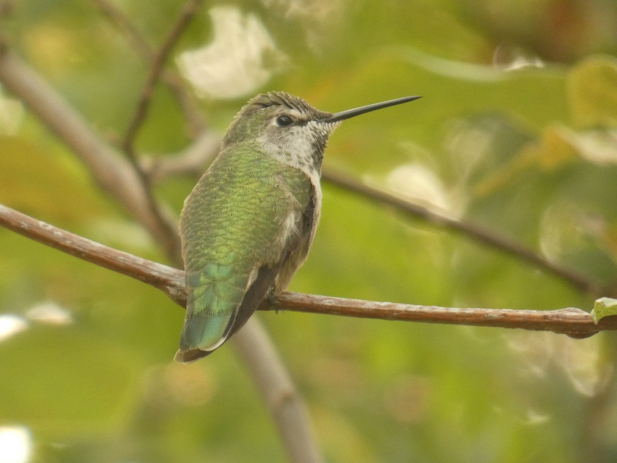rødmaskekolibri - ML268017361