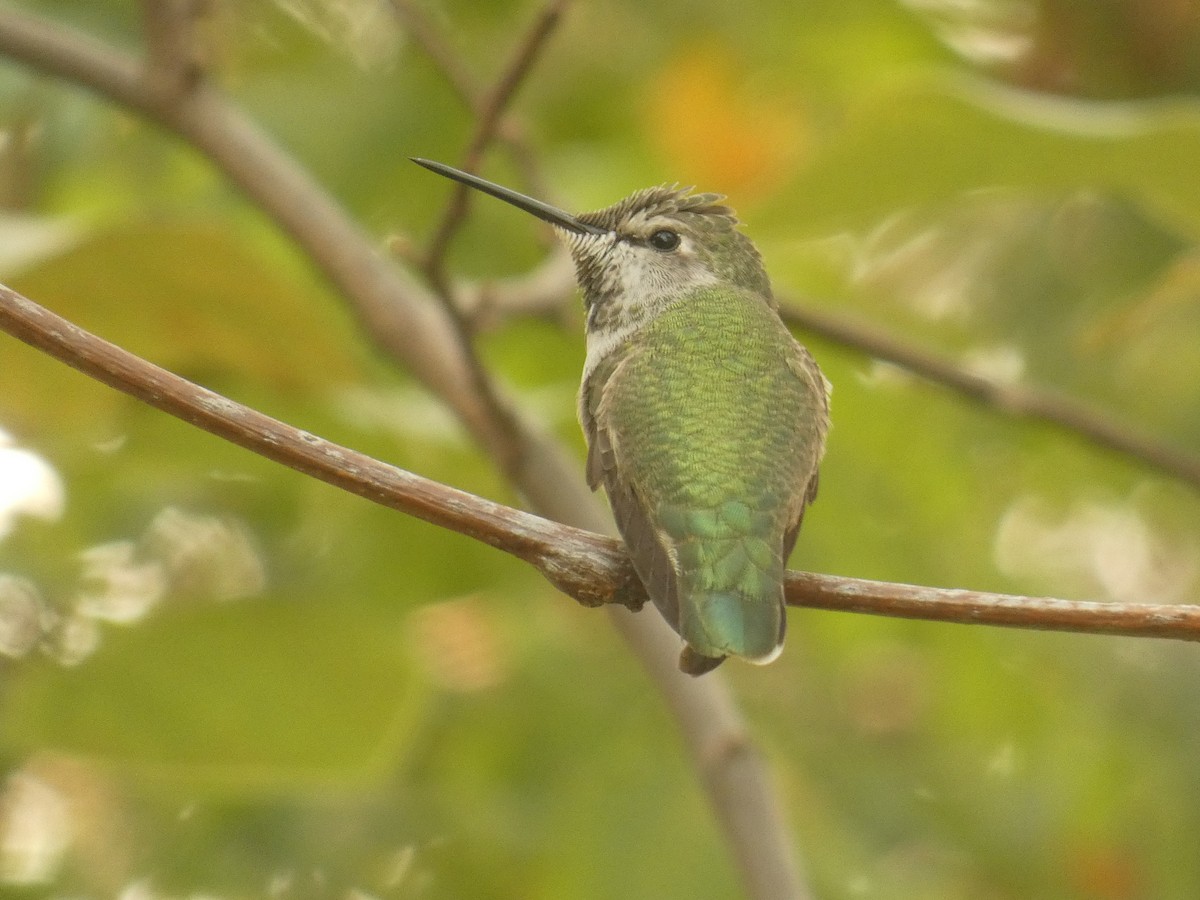 rødmaskekolibri - ML268017381