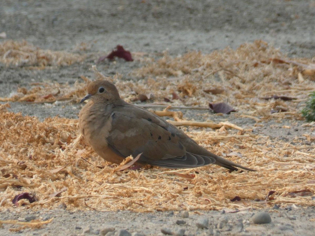 sørgedue - ML268017561