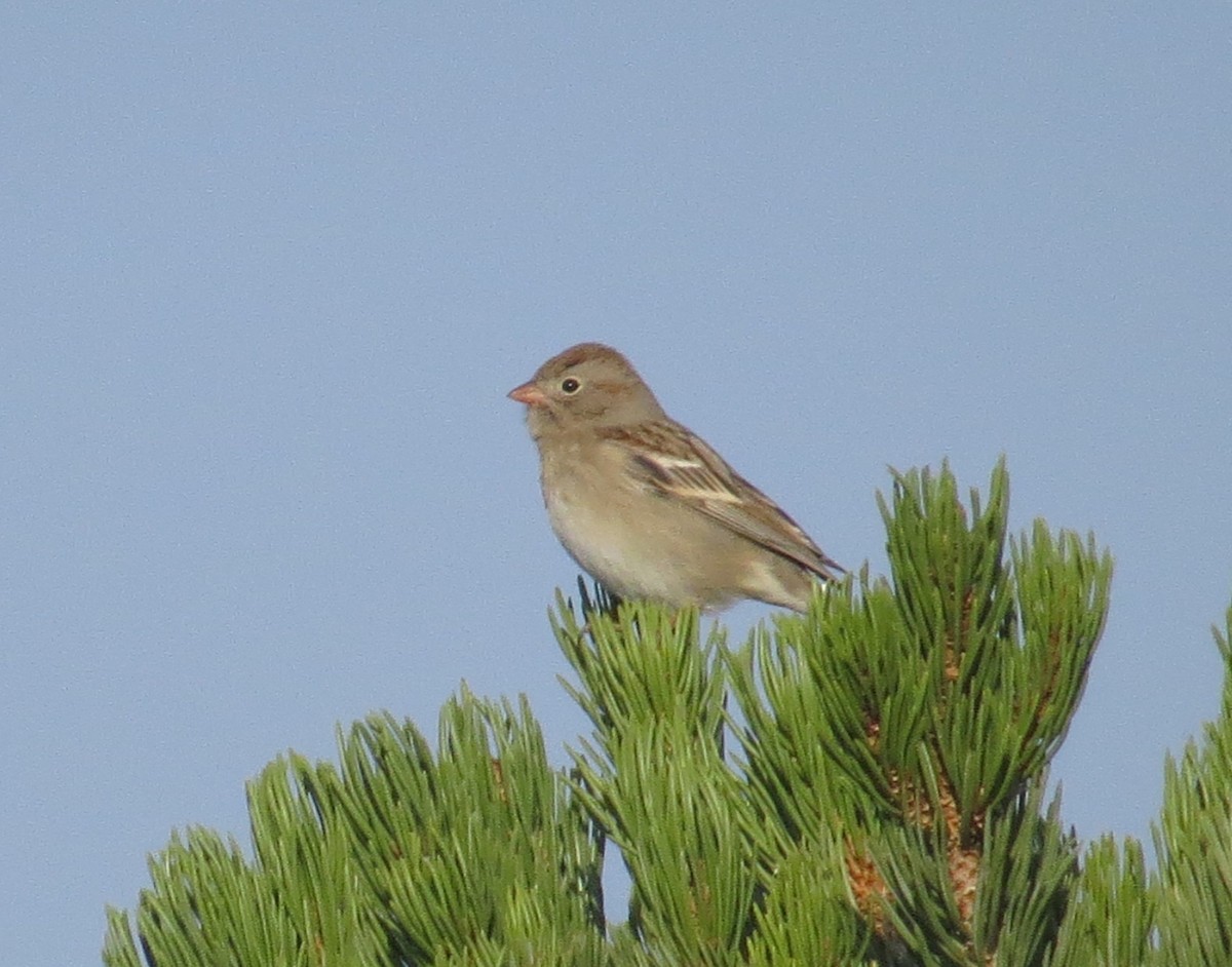 Field Sparrow - ML268017991