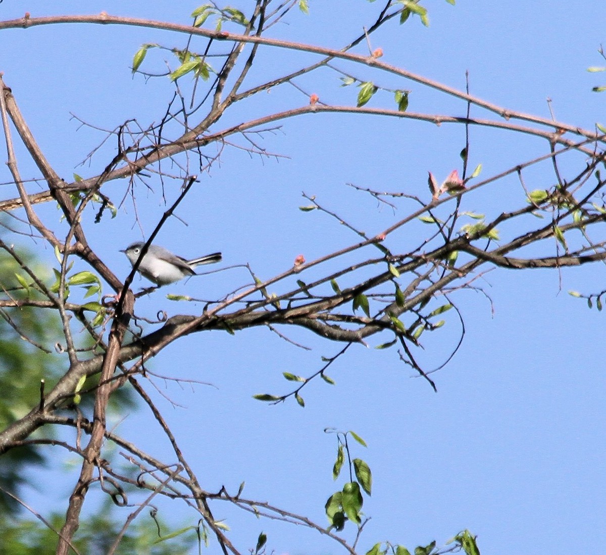 Blue-gray Gnatcatcher - ML26801811