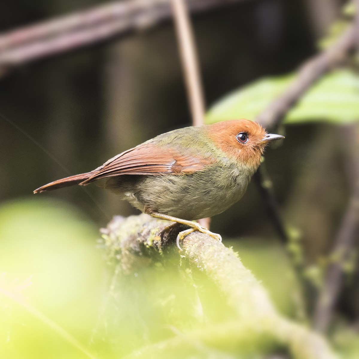 Rufous-headed Pygmy-Tyrant - Peter Hawrylyshyn