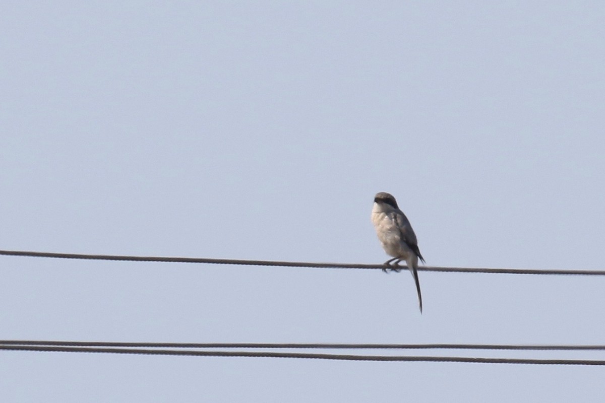 Loggerhead Shrike - ML268021771