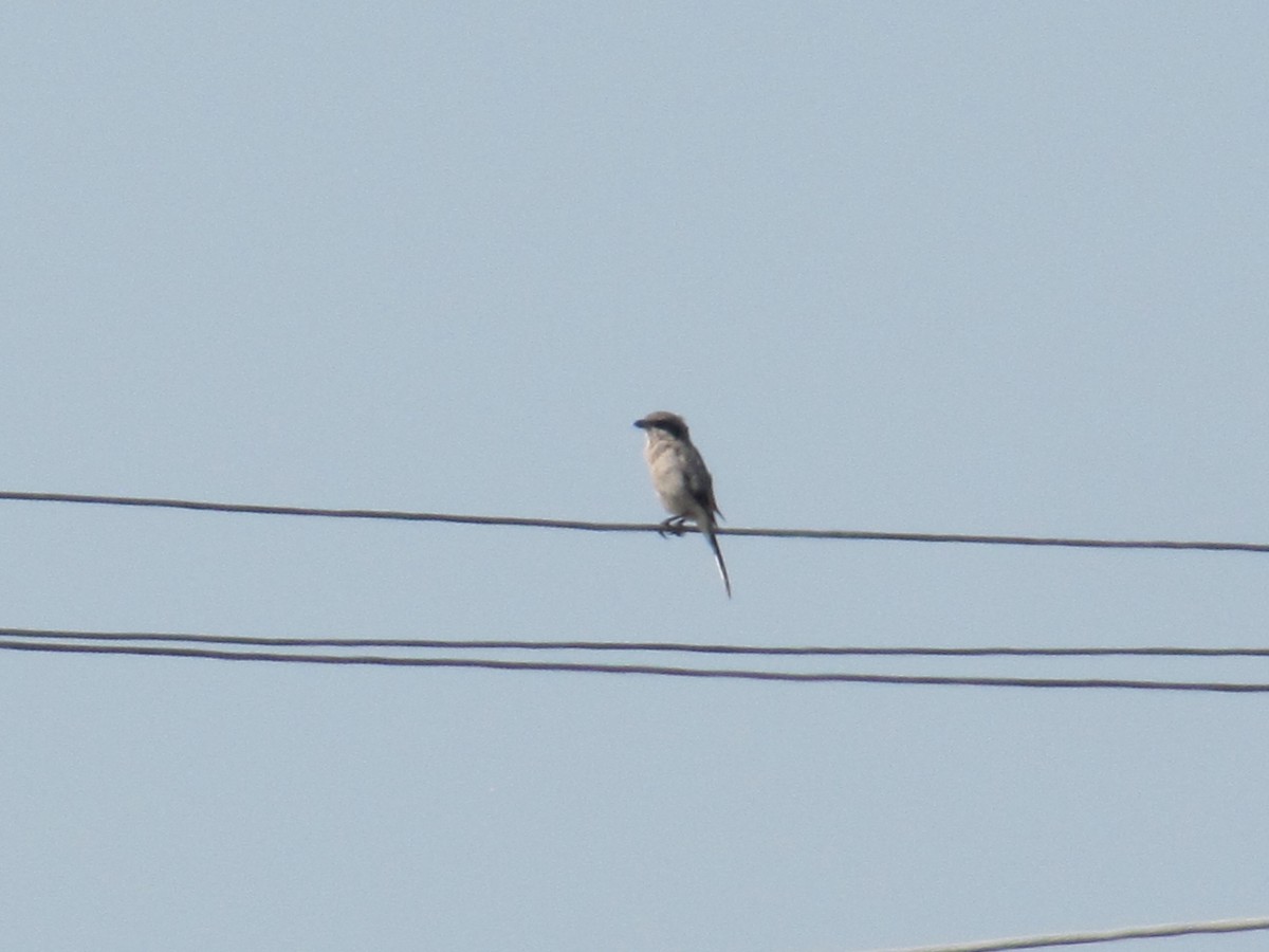 Loggerhead Shrike - ML268022241