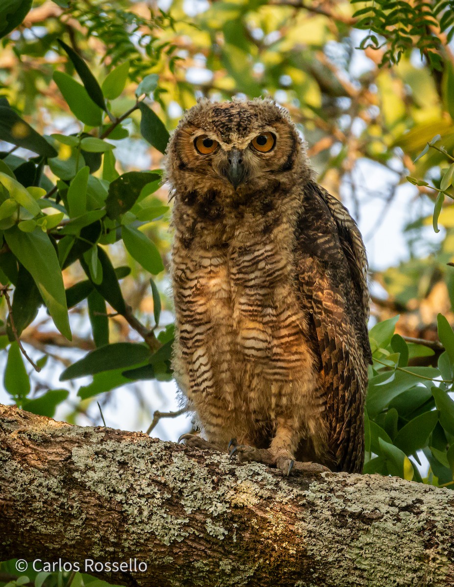 Great Horned Owl - Carlos Rossello