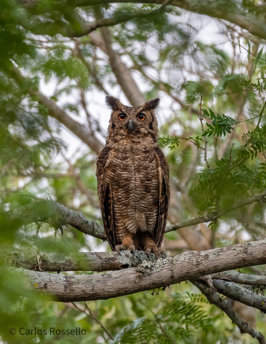 Great Horned Owl - Carlos Rossello