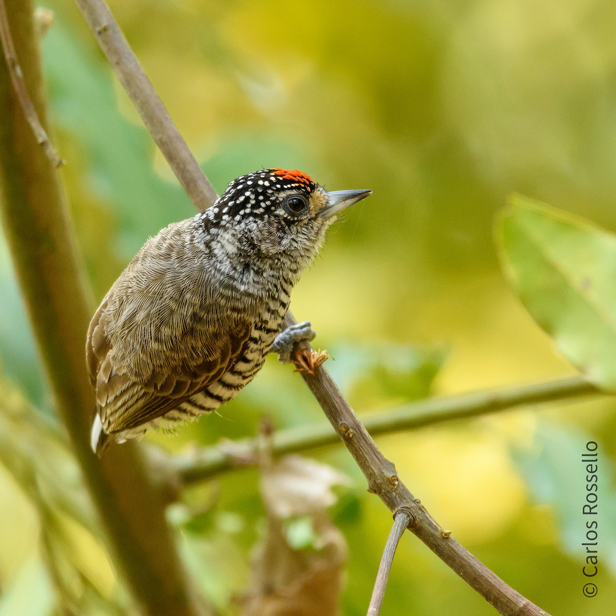 White-barred Piculet - Carlos Rossello