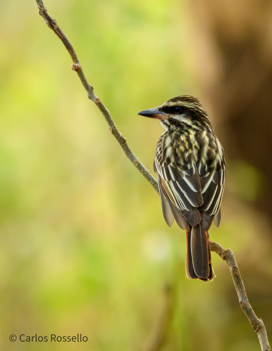 Streaked Flycatcher - ML268026561