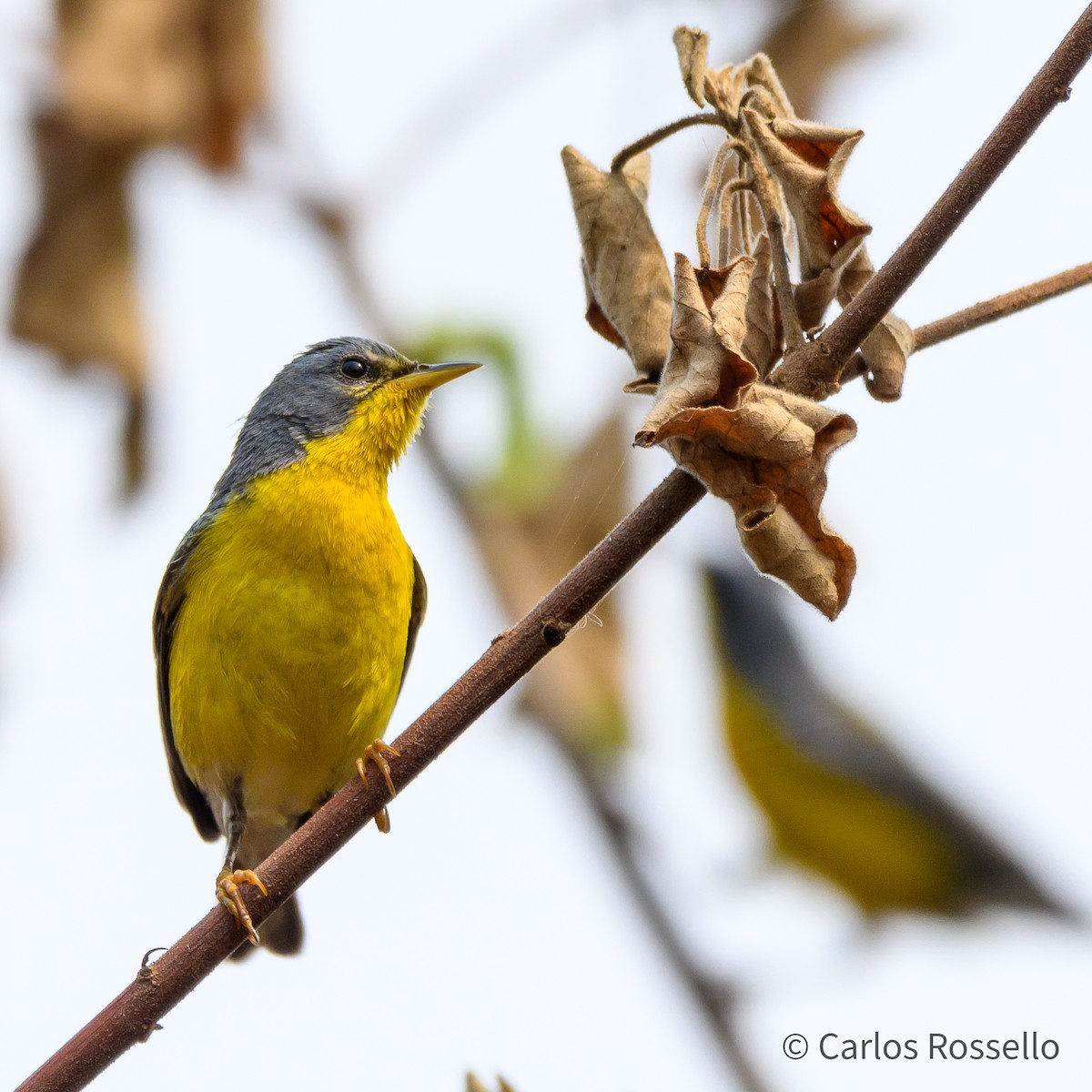 Tropical Parula - Carlos Rossello