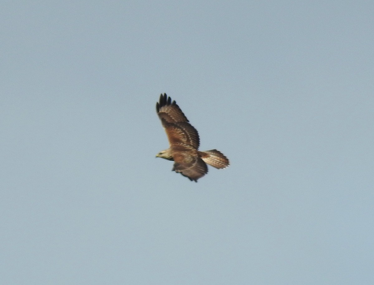 Common Buzzard (Steppe) - ML268032021