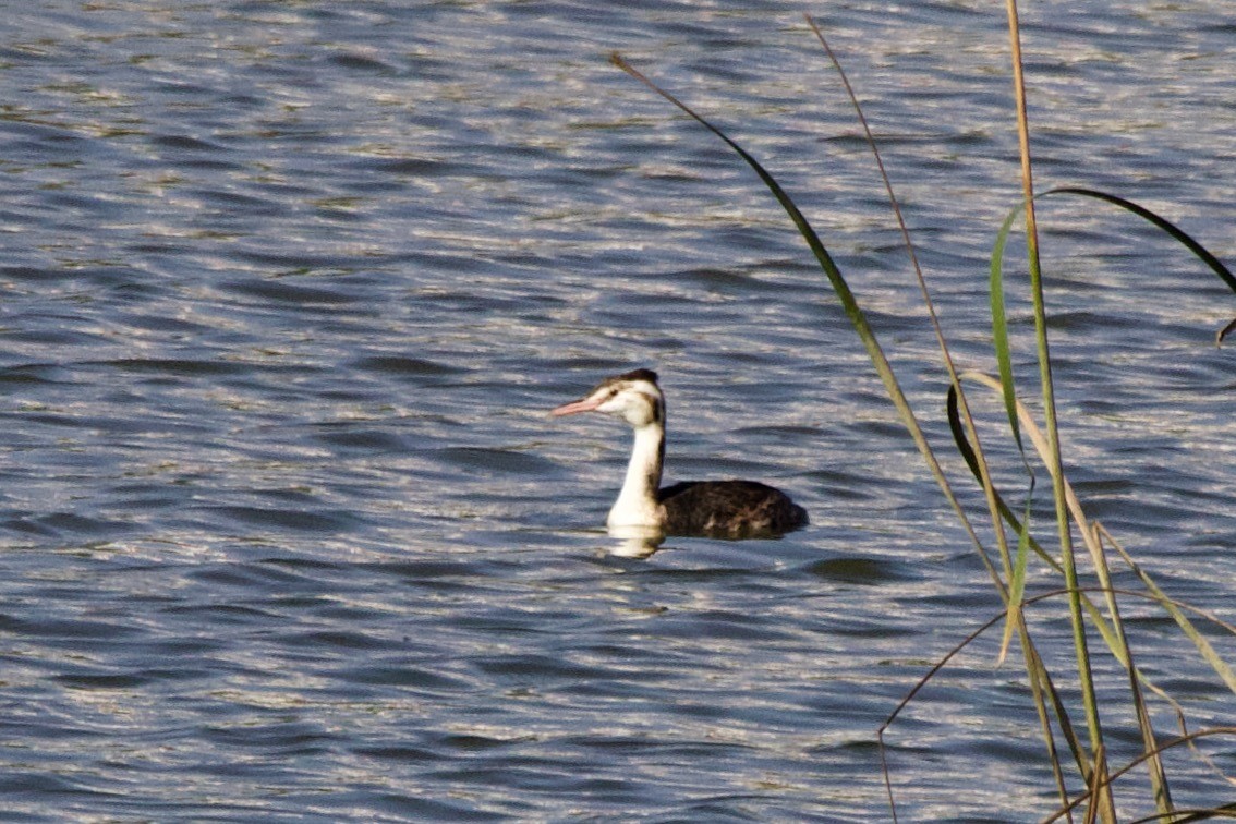 Great Crested Grebe - ML268033211