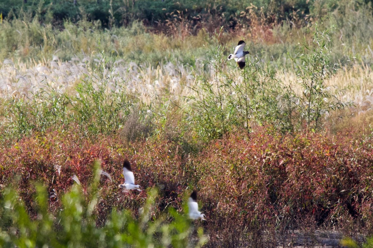 Gray-headed Lapwing - ML268033231