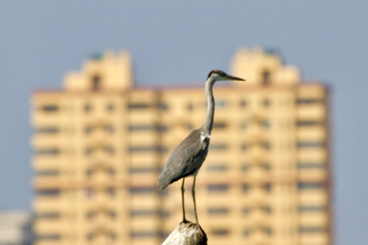 Gray Heron - ML268033421