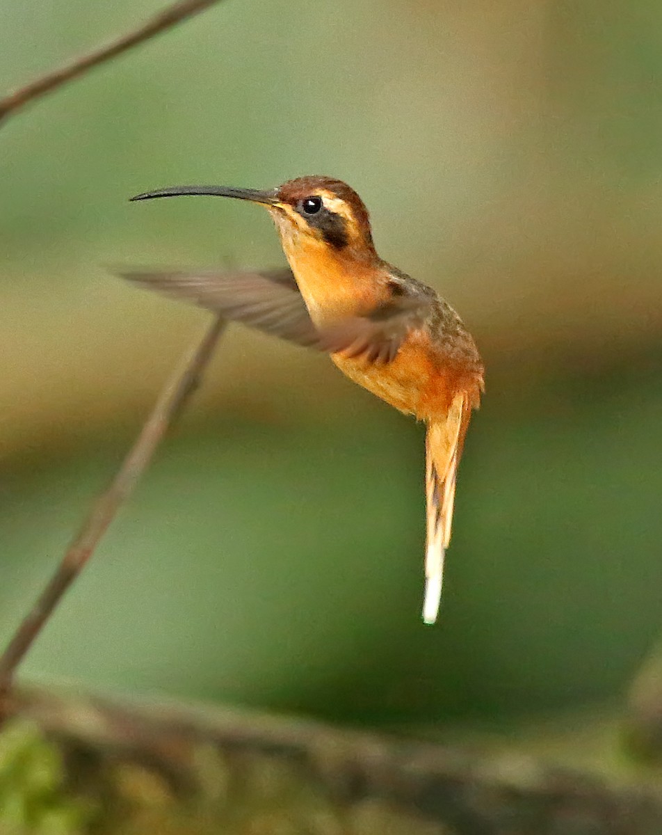 Gray-chinned Hermit - ML26803351