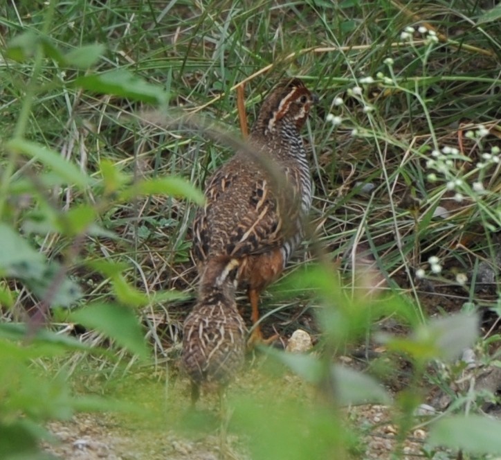 Jungle Bush-Quail - JOE M RAJA