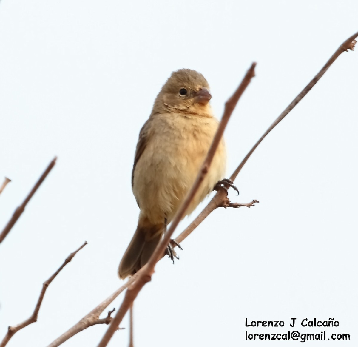 Ruddy-breasted Seedeater - Lorenzo Calcaño