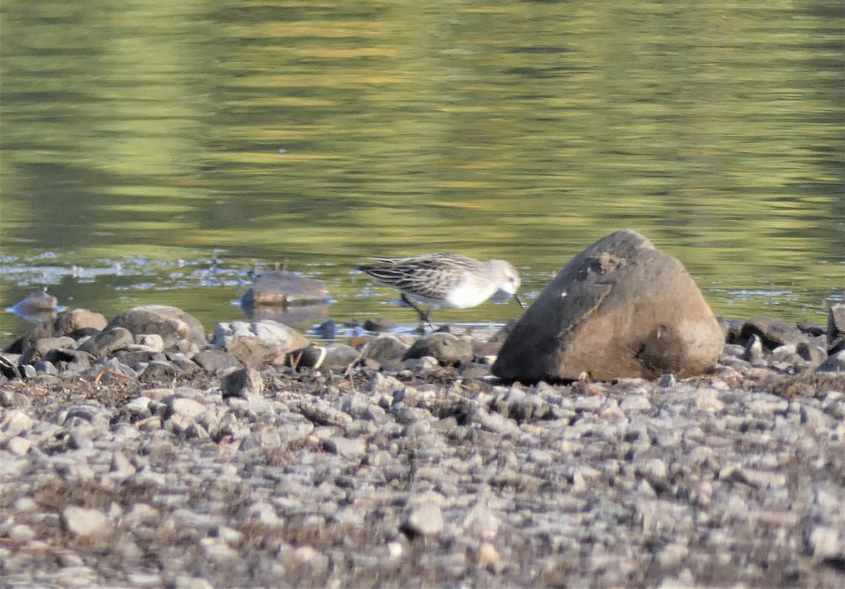 Semipalmated Sandpiper - Lucie Roy27