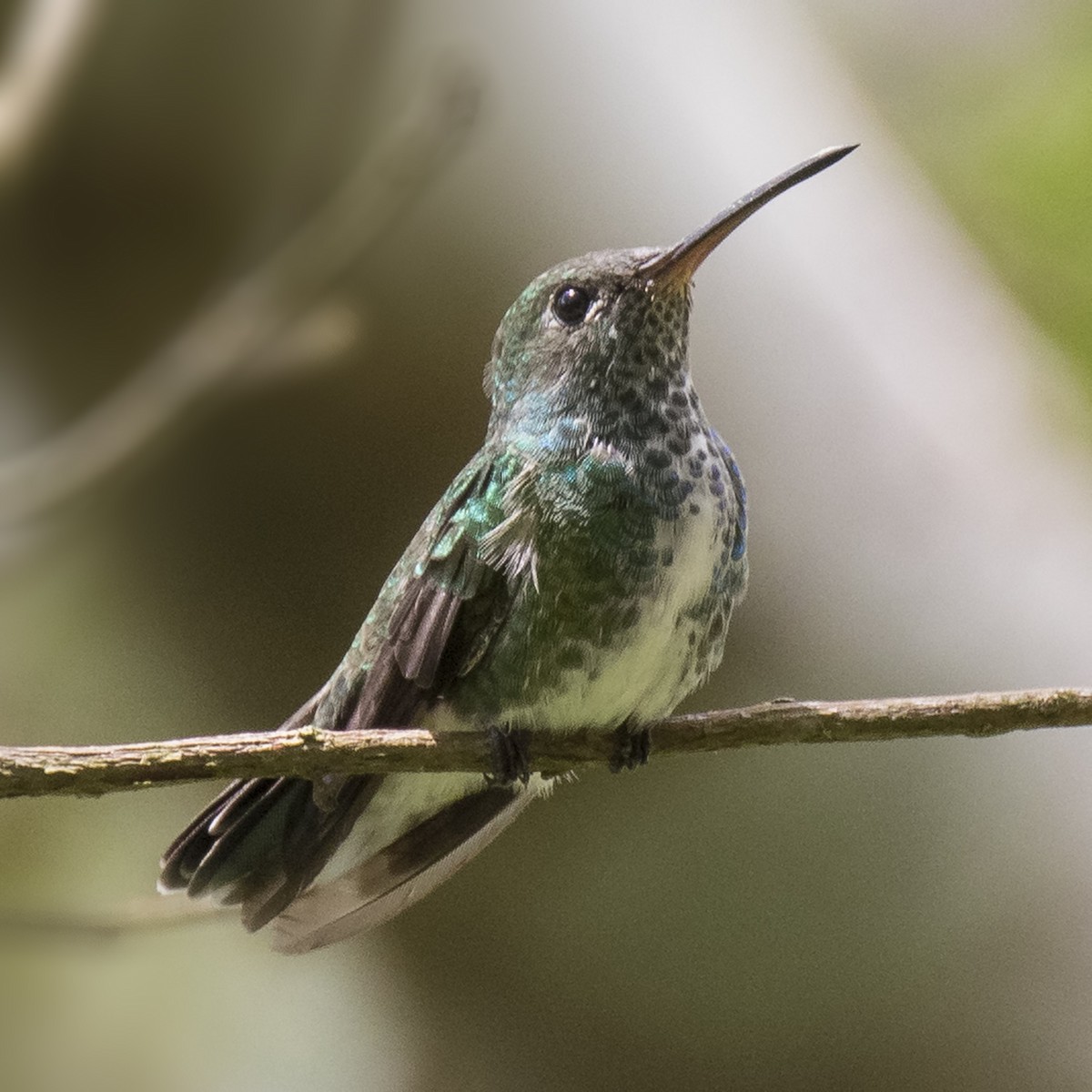 Glittering-throated Emerald - Peter Hawrylyshyn